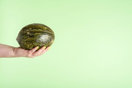 Melon held in hand on a green seamless background. Spanish frog skin melon. Whole Santa Claus melon in woman hand with yellow nails. Fresh fruits.の写真素材
