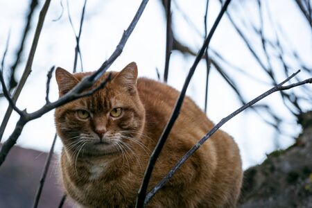Young cat with fluffy orange fur. Funny domestic cat in a tree. Kitty looking into the camera. Animal portraitの写真素材