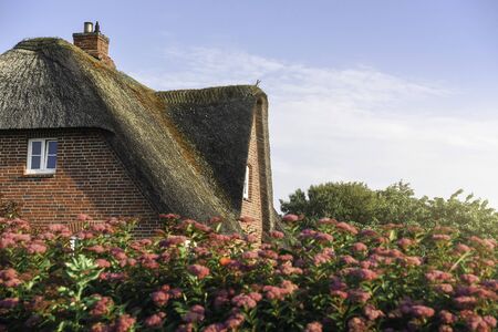 Reed roofed house with rose bushes fence, on Frisian island, Sylt, at North Sea, Germany....