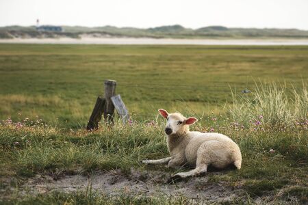 Baby sheep sitting alone on sandy meadow on Sylt island, at North Sea, Germany. Lamb on green grass pasture, in nature reserve on Frisian island.の写真素材