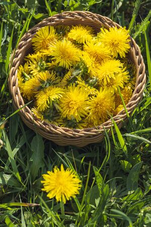 Yellow dandelion flowers collected in a basket, outside, on green grass meadow, on a sunny day. Spring medicinal plants. Edible wildflowers.の写真素材