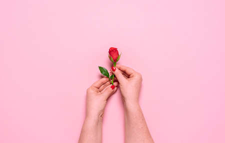A single red rose held in hands, over pink background. Flat lay for Valentine's day and woman day....