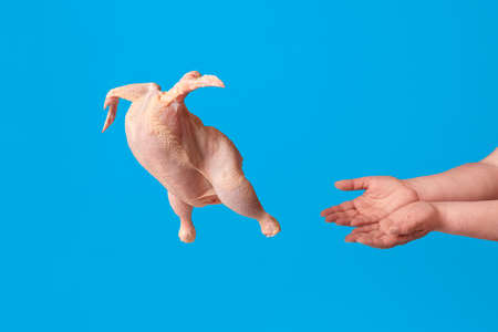 Woman hands throwing a raw chicken, isolated on colored background. Meat consumerism and veganism concept. Chicken escape and flies from human hands.の写真素材