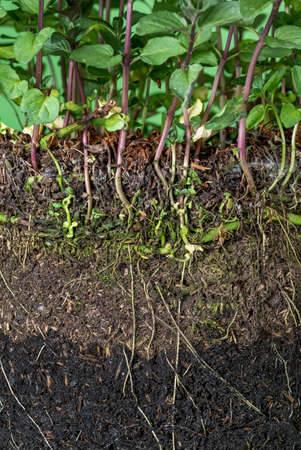 Close-up with plant roots growing in the ground. Section with the green mint plants roots spreading...