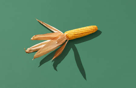 Single maize cob with dry husks isolated on a green background. Riped corn in bright light on a colored tableの写真素材