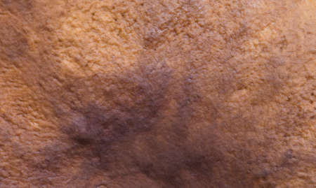 Brown abstract background with a boletus mushroom surface. Macro details from a wild mushroom, above view.の写真素材