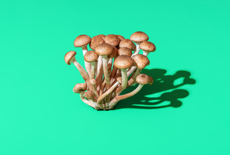 Bundle of honey fungus mushrooms in bright light minimalist on a green table. Wild edible mushrooms bouquet.の写真素材