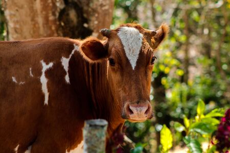 Beautiful brown cow with white stains, including one triangular in the head. Domestic animal.の写真素材