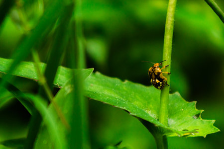 Green scarab beetle climbing a branch of a little plant. Nature background.