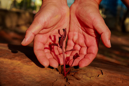 Save planet. Cut tree trunk with a red little plant growing, person taking care of it. New life from death. Nature background.の写真素材