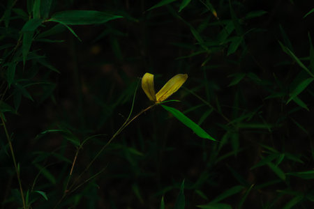 Bamboo branch with two dry leaves and one green in the middle of a dark forest.