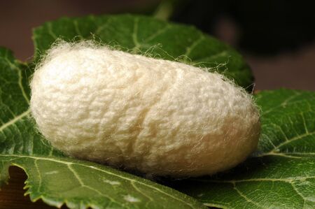 Cocoon of B. mori on mulberry leaf Bombyx moriの写真素材