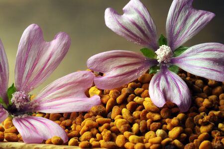 Bee pollenの写真素材