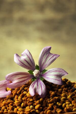 Bee pollenの写真素材