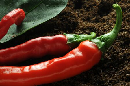 Close up of chillies on the groundの写真素材
