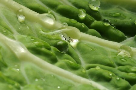 Savoy cabbage leaf with water drops