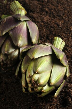 Close-up of organic artichokes on the groundの写真素材