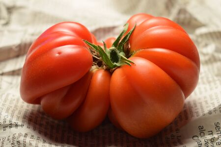 Beefsteak tomato is one of the largest varieties of cultivated tomatoesの写真素材