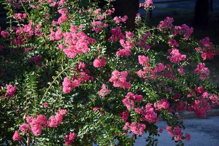 Flowering plant in springの写真素材