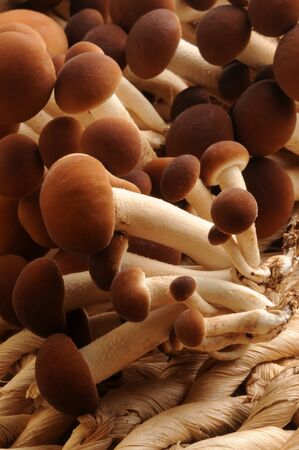 Close up of fresh poplar mushroomsの写真素材