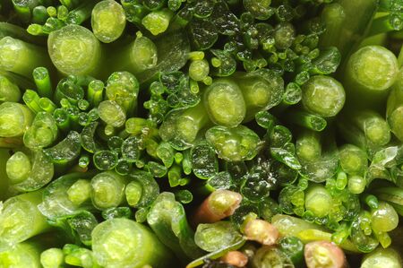 Close up on bunch of cut agrettiの写真素材