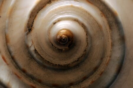 Close up on the tip of a shell