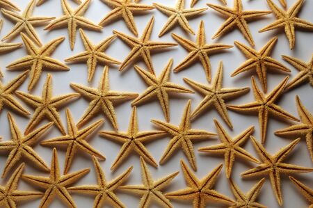 Starfish texture on white backgroundの写真素材
