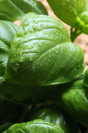 Closeup on fresh basil leavesの写真素材