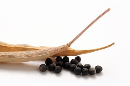 Rapeseed with pods on a white backgroundの写真素材