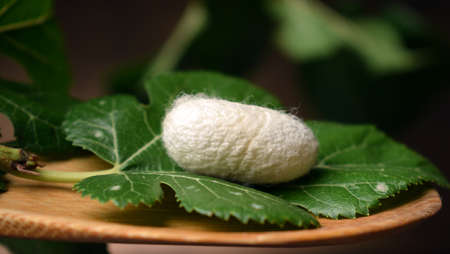 Cocoon of B. mori on mulberry leaf