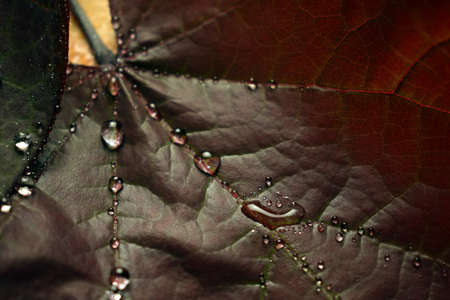 Leaf with drops of rainの写真素材