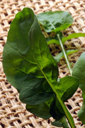 Close up on fresh arugula leavesの写真素材