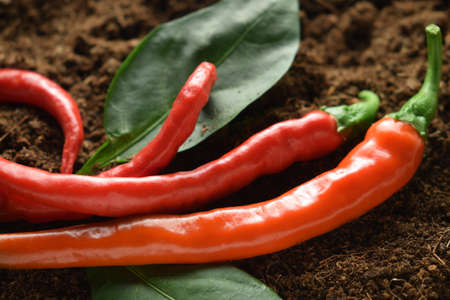 Close up of chillies on the groundの写真素材