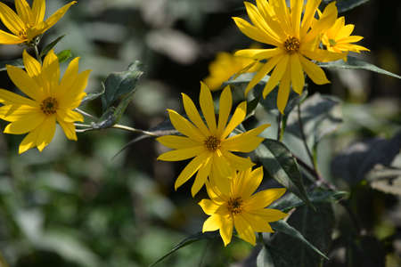 Close up on Jerusalem artichoke plant in autumnの写真素材