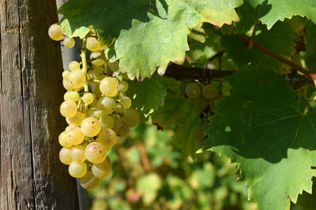Bunches of white grapes on the vineyardの写真素材