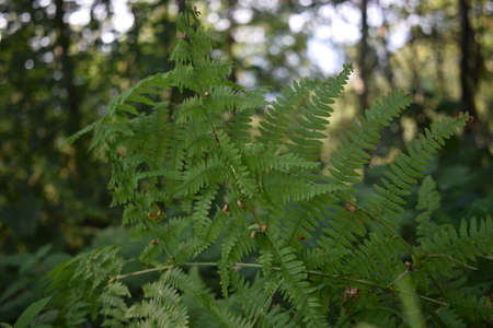 Fern branch in the autumn forestの写真素材