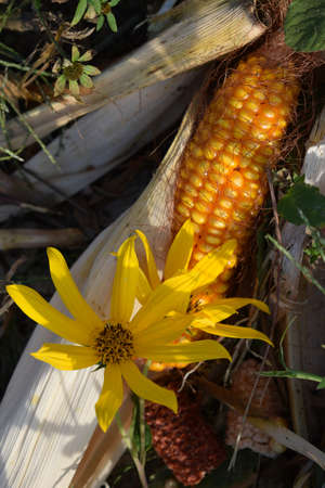 Close up on Jerusalem artichoke and cobの写真素材