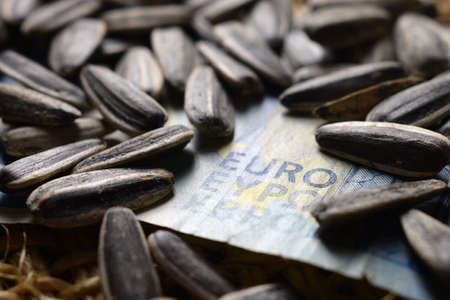 Close up on sunflower seedsの写真素材