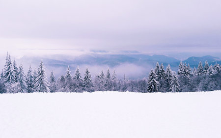 I wonder if the snow loves the trees and fields that it kisses them so gently!