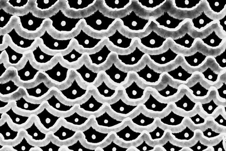 Abstract bubbles snake fish animal drawing bold black white pattern scales ornament dots animalistic skin ink watercolorの写真素材
