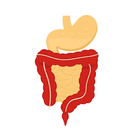 Human digestive system illustration. Digestive tract, stomach isolated on white background in flat style. Vectorのイラスト素材