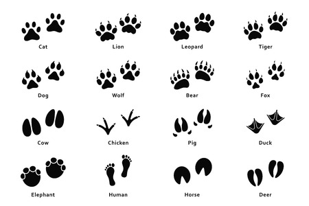 Animals footprints, paw prints. Set of different animals and birds footprints and traces. Cat, lion, tiger, bear, dog, cow, pig, chicken, elephant, horse etc. Vectorのイラスト素材