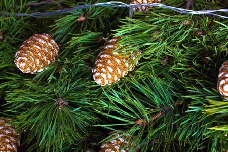 Christmas tree branch with Golden cones and garlandの写真素材