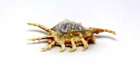 shell from the beach on white background, isolated