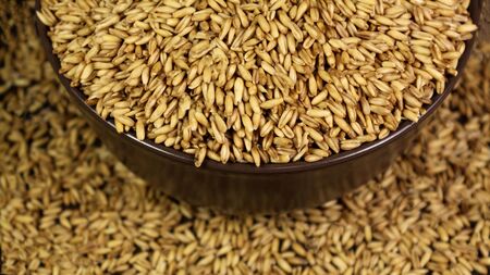 spring sowing of grain crops, bake bread from wheat of the highest grade