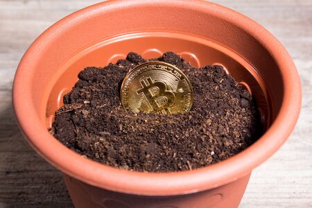 Bitcoin is planted in the ground for its growth. Bitcoin in a flower pot.の写真素材