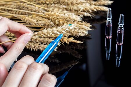 A lab technician holds a syringe with a chemical in his hands and tests wheat and grains for GMO. Genetically modified products. The harm of herbicides and pesticides on on human organism.の写真素材