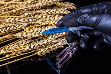 A lab technician holds a syringe with a chemical in his hands and tests wheat and grains for GMO....