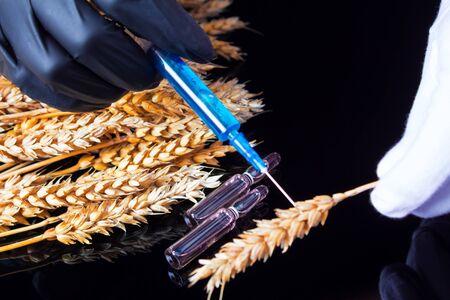 A lab technician holds a syringe with a chemical in his hands and tests wheat and grains for GMO. Genetically modified products. The harm of herbicides and pesticides on on human organism.の写真素材