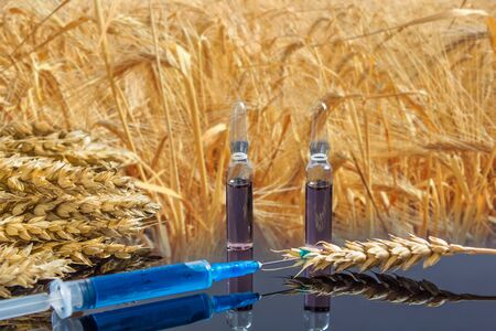 A syringe with a chemical substance and ampoules lie on a table with ears of wheat. Wheat and grain tests for GMO. Genetically modified product. The harm of herbicides and pesticides on the human bodyの写真素材